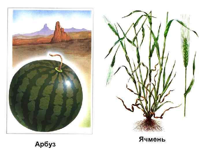 Арбуз Ячмень 