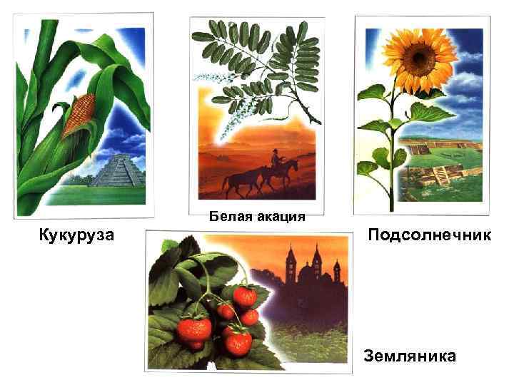 Белая акация Кукуруза Подсолнечник Земляника 
