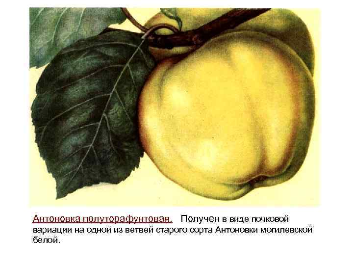 Антоновка полуторафунтовая. Получен в виде почковой вариации на одной из ветвей старого сорта Антоновки