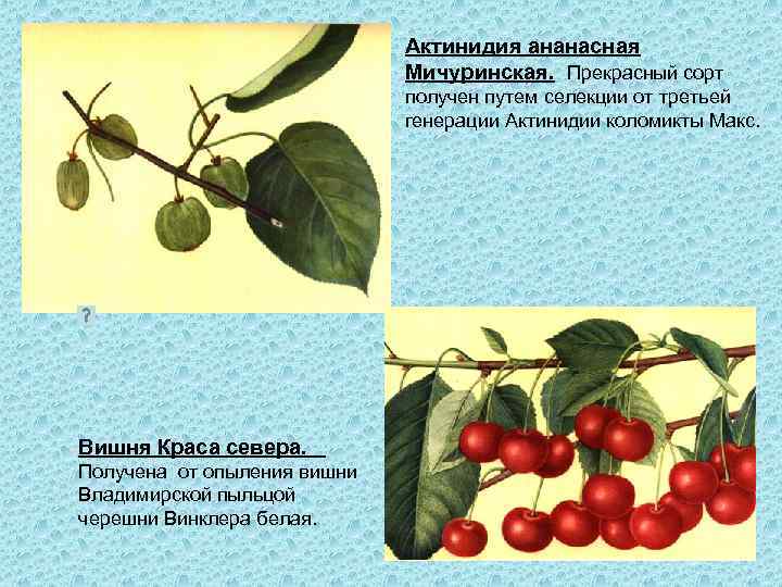 Актинидия ананасная Мичуринская. Прекрасный сорт получен путем селекции от третьей генерации Актинидии коломикты Макс.