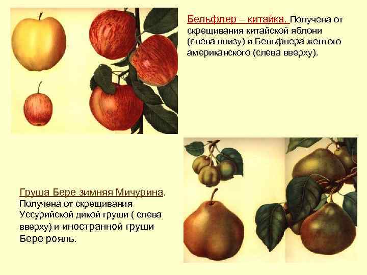 Бельфлер – китайка. Получена от скрещивания китайской яблони (слева внизу) и Бельфлера желтого американского