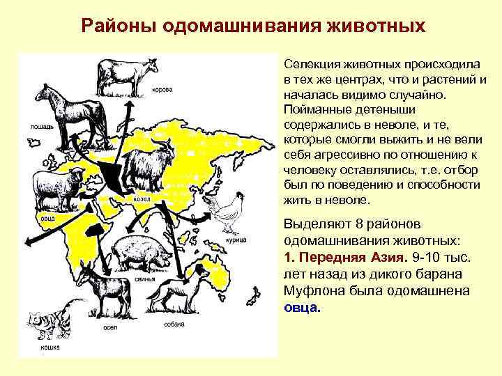 Районы одомашнивания животных Селекция животных происходила в тех же центрах, что и растений и
