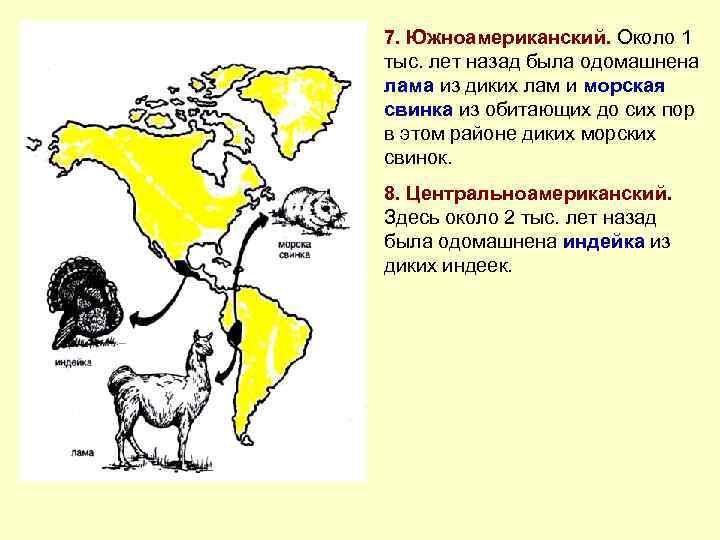 7. Южноамериканский. Около 1 тыс. лет назад была одомашнена лама из диких лам и