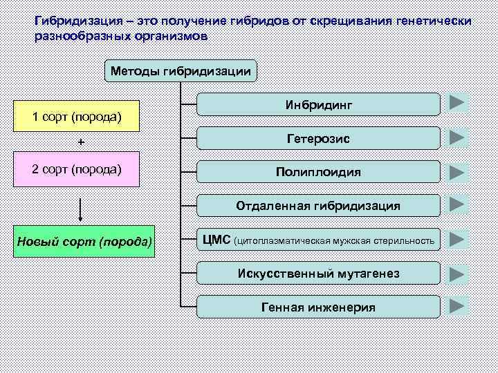 Гибридизация – это получение гибридов от скрещивания генетически разнообразных организмов Методы гибридизации 1 сорт