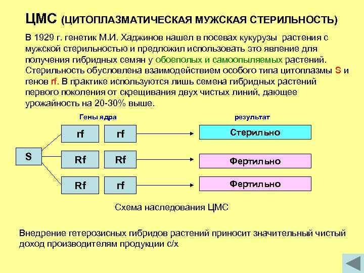 ЦМС (ЦИТОПЛАЗМАТИЧЕСКАЯ МУЖСКАЯ СТЕРИЛЬНОСТЬ) В 1929 г. генетик М. И. Хаджинов нашел в посевах