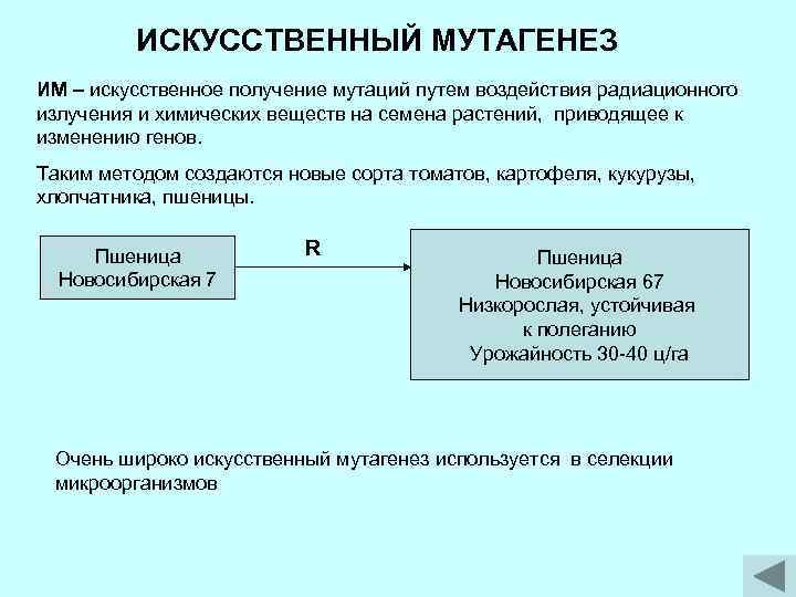 ИСКУССТВЕННЫЙ МУТАГЕНЕЗ ИМ – искусственное получение мутаций путем воздействия радиационного излучения и химических веществ