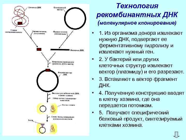 Технология рекомбинантных ДНК (молекулярное клонирование) • 1. Из организма донора извлекают нужную ДНК, подвергают