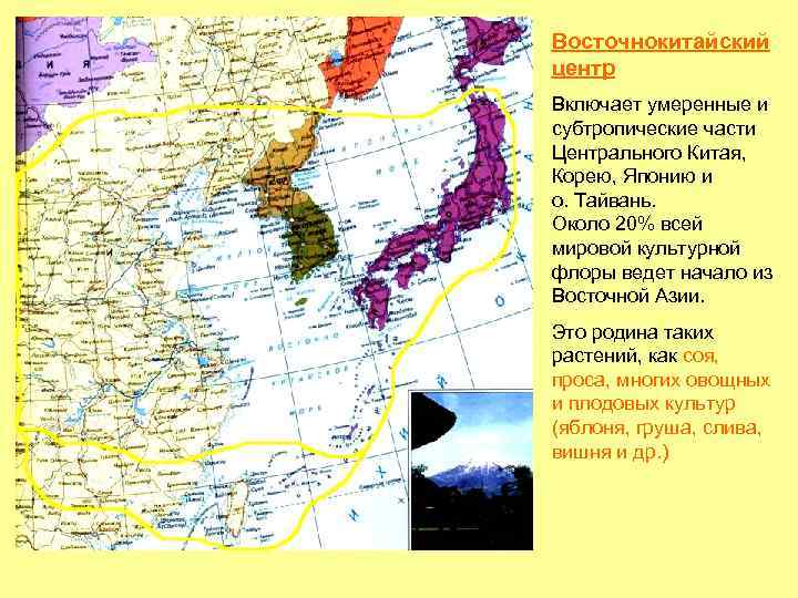 Восточнокитайский центр Включает умеренные и субтропические части Центрального Китая, Корею, Японию и о. Тайвань.