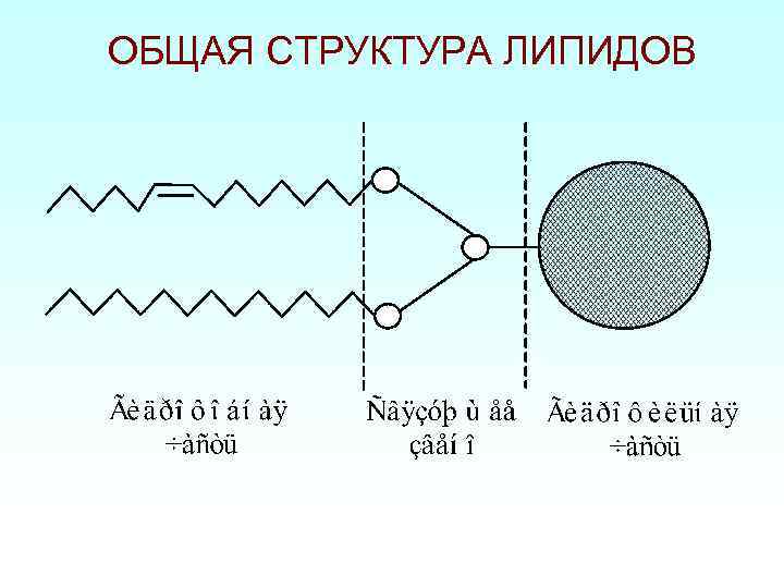 Основная структура. Структура липидов. Липиды состав и строение. Общая структура липидов. Химическая структура липидов.