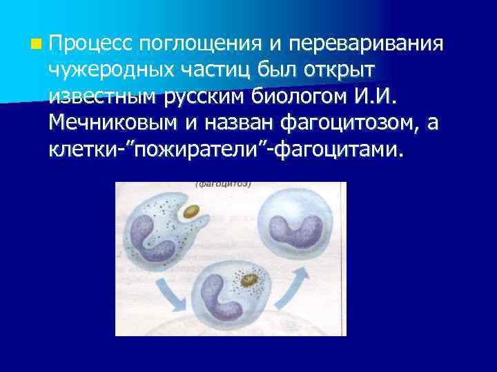 n Процесс поглощения и переваривания чужеродных частиц был открыт известным русским биологом И. И.