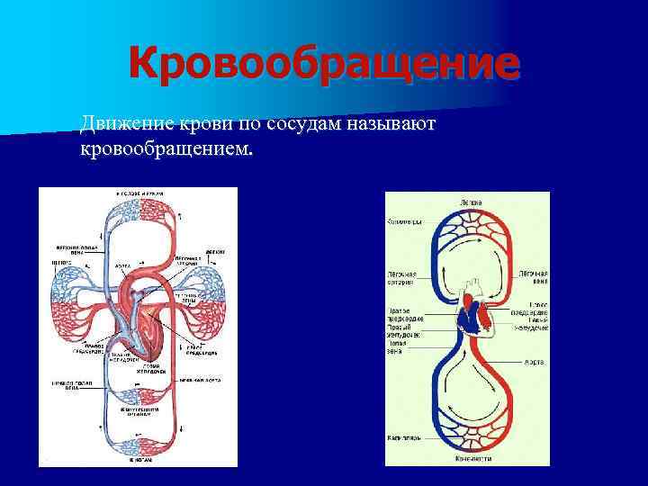 Кровообращение Движение крови по сосудам называют кровообращением. 