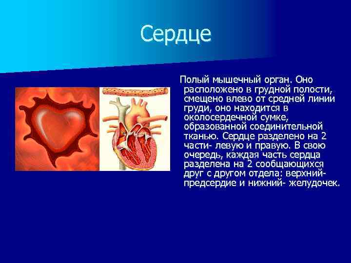 Сердце Полый мышечный орган. Оно расположено в грудной полости, смещено влево от средней линии