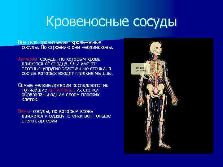 Кровеносные сосуды Все тело пронизывают кровеносные сосуды. По строению они неодинаковы. Артерии сосуды, по