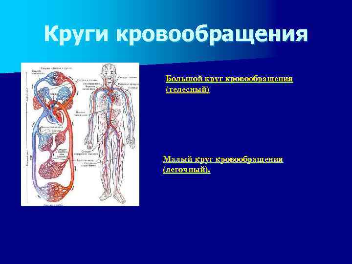 Круги кровообращения Большой круг кровообращения (телесный) Малый круг кровообращения (легочный). 