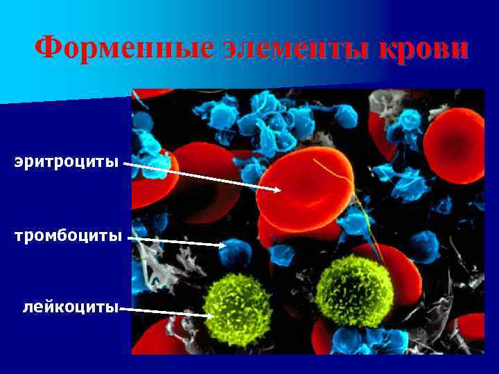 Форменные элементы крови эритроциты тромбоциты лейкоциты 