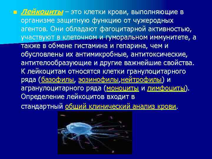 n Лейкоциты – это клетки крови, выполняющие в организме защитную функцию от чужеродных агентов.