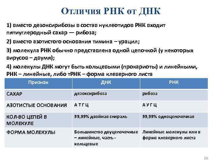 Отличия РНК от ДНК 1) вместо дезоксирибозы в состав нуклеотидов РНК входит пятиуглеродный сахар