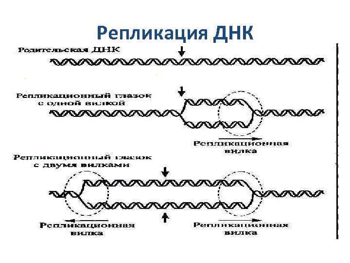 Репликация ДНК 