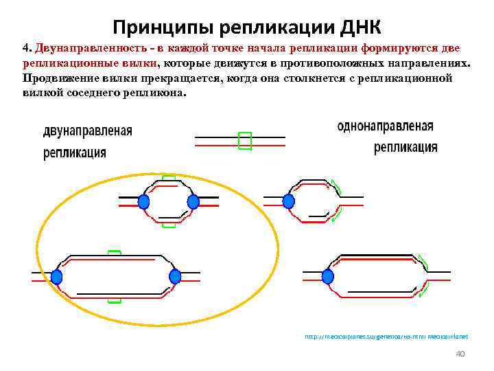 1 репликация днк