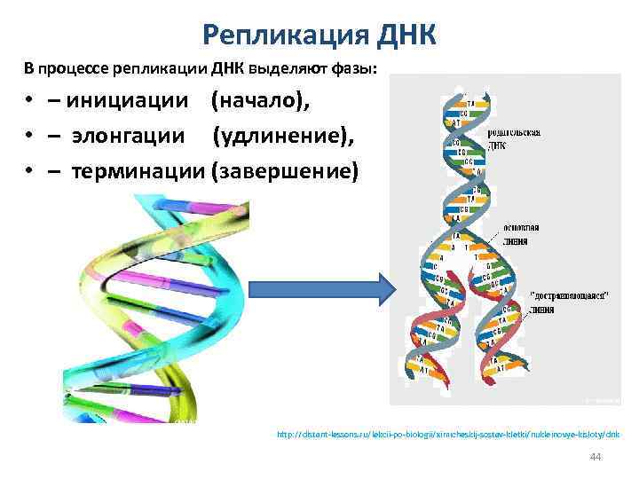 Репликация ДНК В процессе репликации ДНК выделяют фазы: • – инициации (начало), – инициации