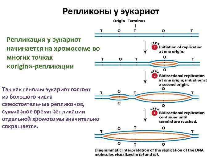 Репликоны у эукариот Репликация у эукариот начинается на хромосоме во многих точках «origin» -репликации