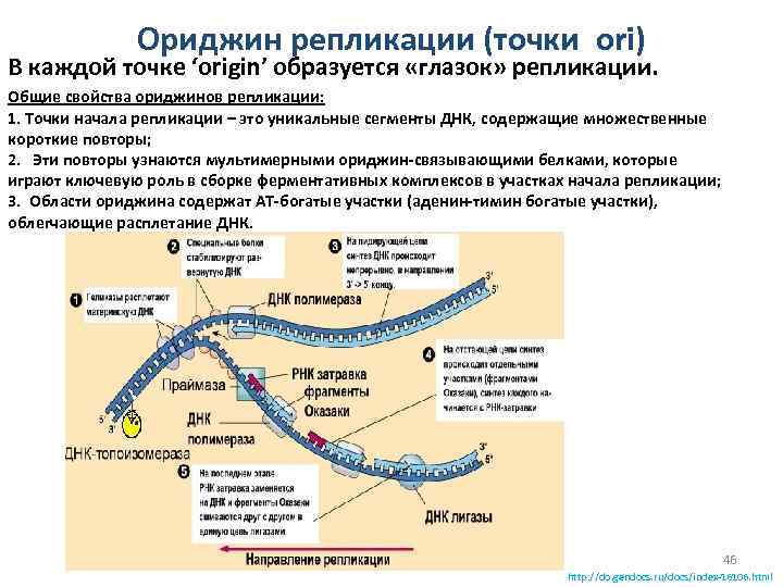 Ориджин репликации (точки ori) В каждой точке ‘origin’ образуется «глазок» репликации. Общие свойства ориджинов