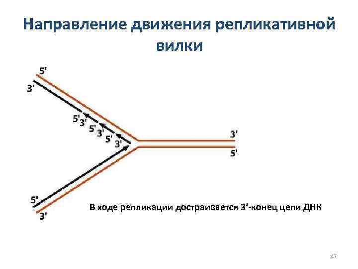 Направление движения репликативной вилки В ходе репликации достраивается 3ʹ-конец цепи ДНК 47 