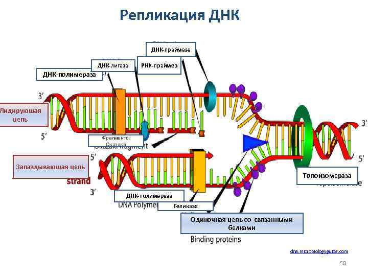 Репликация ДНК-праймаза ДНК-лигаза РНК-праймер ДНК-полимераза Лидирующая цепь Фрагменты Оказаки Запаздывающая цепь Топоизомераза ДНК-полимераза Геликаза