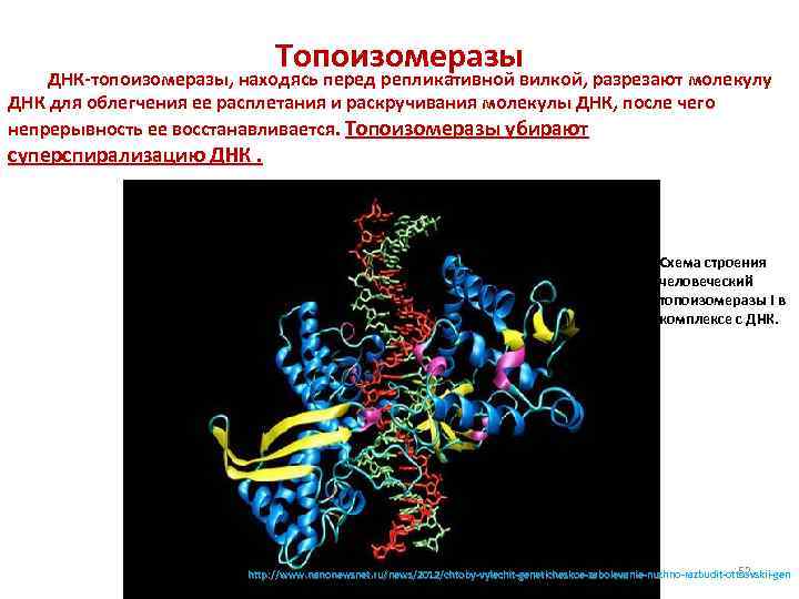 Топоизомеразы ДНК-топоизомеразы, находясь перед репликативной вилкой, разрезают молекулу ДНК для облегчения ее расплетания и