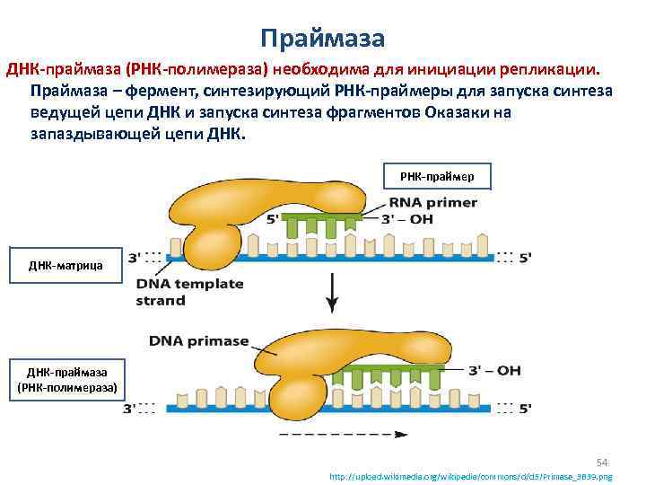 Праймаза ДНК-праймаза (РНК-полимераза) необходима для инициации репликации. Праймаза – фермент, синтезирующий РНК-праймеры для запуска