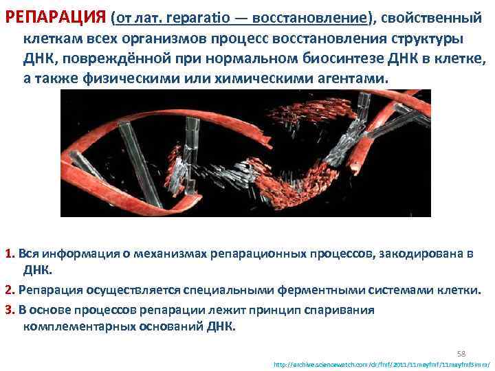 РЕПАРАЦИЯ (от лат. reparatio — восстановление), свойственный клеткам всех организмов процесс восстановления структуры ДНК,