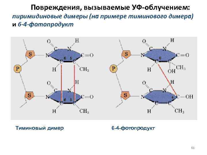  Повреждения, вызываемые УФ-облучением: пиримидиновые димеры (на примере тиминового димера) и 6 -4 -фотопродукт