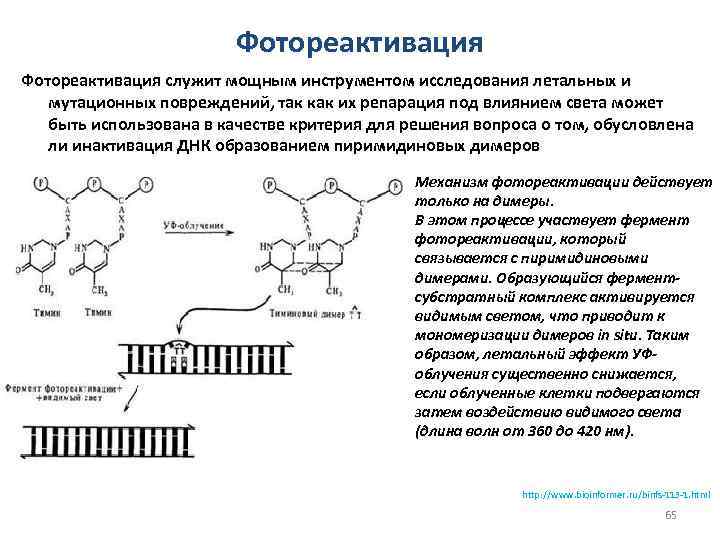 Фотореактивация служит мощным инструментом исследования летальных и мутационных повреждений, так как их репарация под