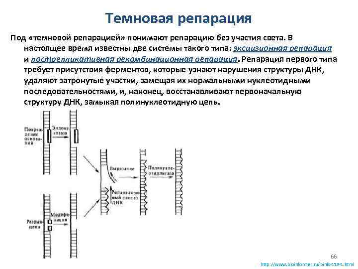 Темновая репарация Под «темновой репарацией» понимают репарацию без участия света. В настоящее время известны