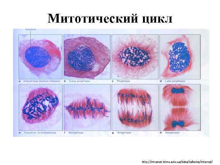 Митотический цикл http: //intranet. tdmu. edu. ua/data/kafedra/internal/ 