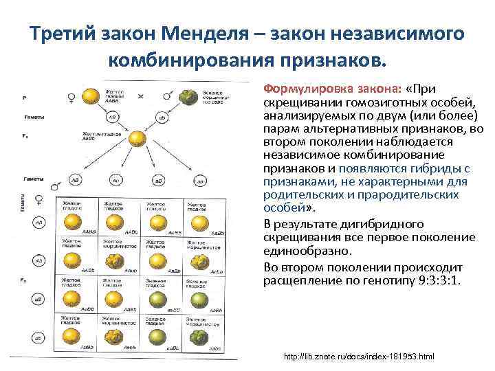 Формулировка 3 закона менделя