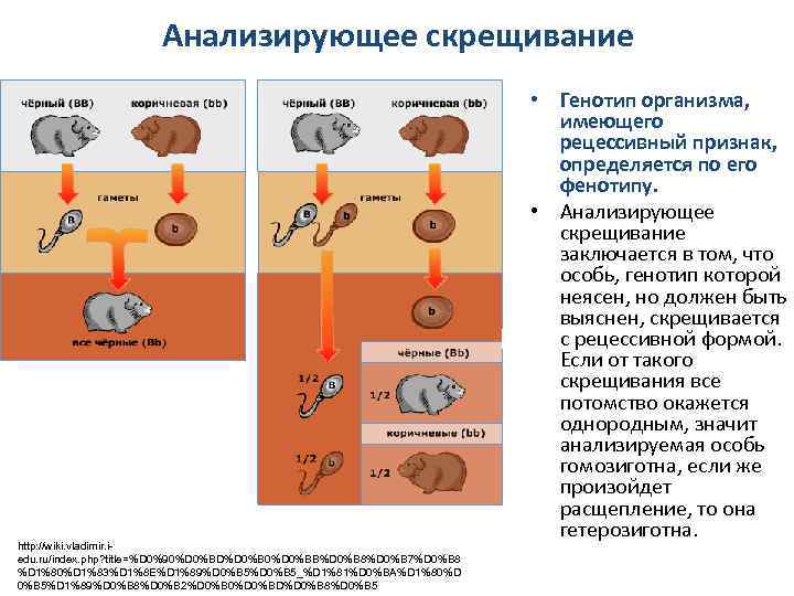 Анализирующее скрещивание http: //wiki. vladimir. iedu. ru/index. php? title=%D 0%90%D 0%BD%D 0%B 0%D 0%BB%D