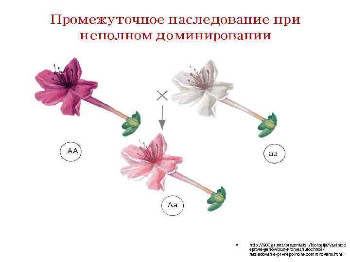  • http: //900 igr. net/prezentatsii/biologija/Vzaimod ejstvie-genov/008 -Promezhutochnoenasledovanie-pri-nepolnom-dominirovanii. html 
