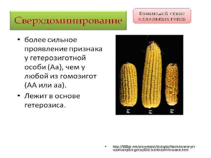 сверхдоминирование • http: //900 igr. net/prezentatsii/biologija/Nasledovanie-privzaimodejstvii-genov/019 -Sverkhdominirovanie. html 