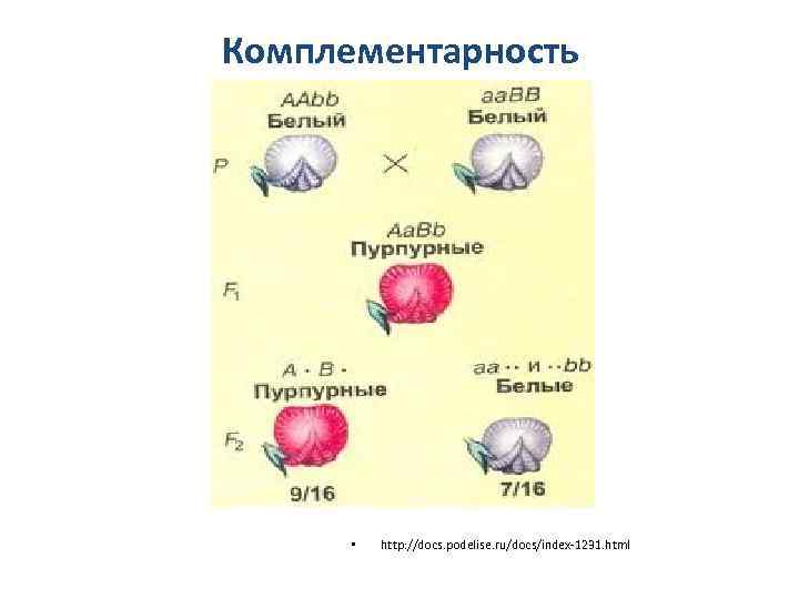 Комплементарность • http: //docs. podelise. ru/docs/index-1231. html 