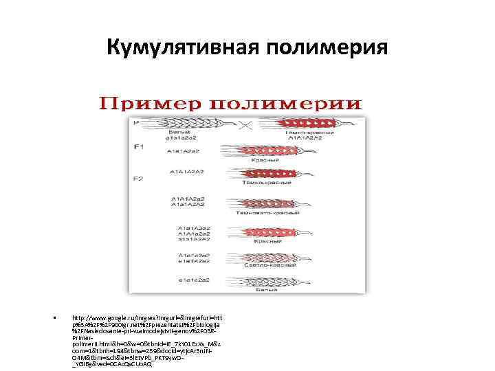 Кумулятивная полимерия • http: //www. google. ru/imgres? imgurl=&imgrefurl=htt p%3 A%2 F%2 F 900 igr.