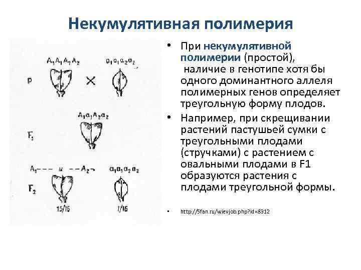 Некумулятивная полимерия • При некумулятивной полимерии (простой), наличие в генотипе хотя бы одного доминантного