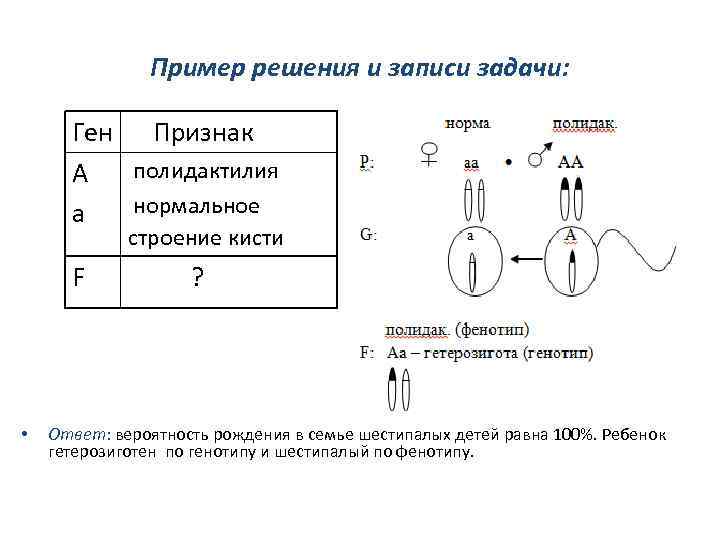 Пример решения и записи задачи: Ген Признак А полидактилия нормальное а строение кисти F