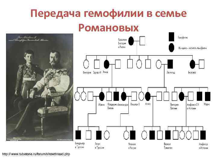 Передача гемофилии в семье Романовых http: // www. tubetone. ru/forum/showthread. php 