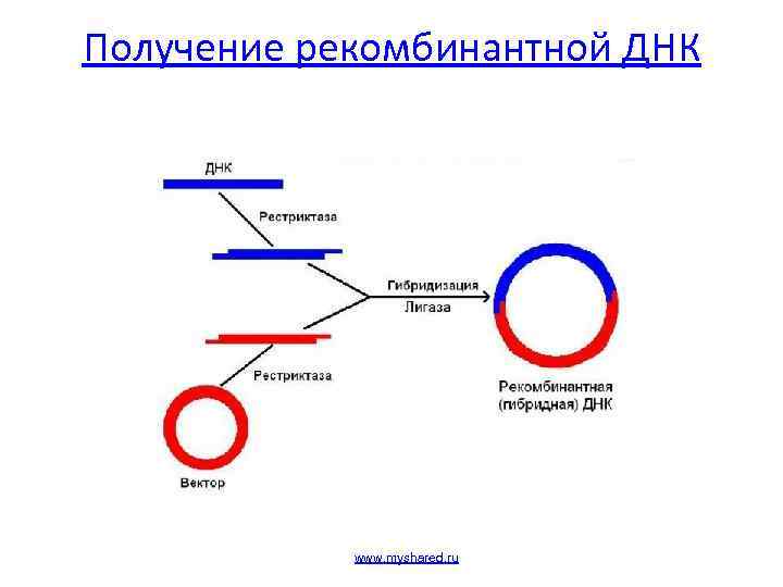 Получение рекомбинантной ДНК www. myshared. ru 