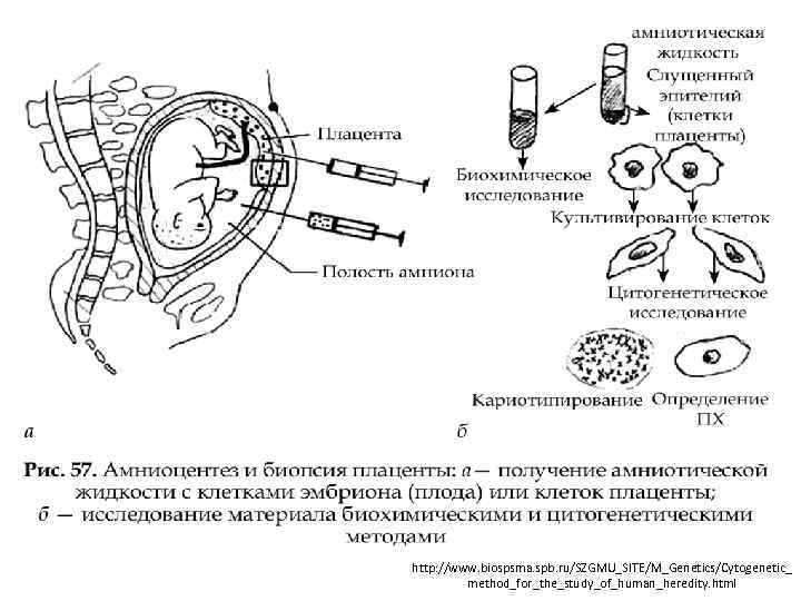 http: //www. biospsma. spb. ru/SZGMU_SITE/M_Genetics/Cytogenetic_ method_for_the_study_of_human_heredity. html 