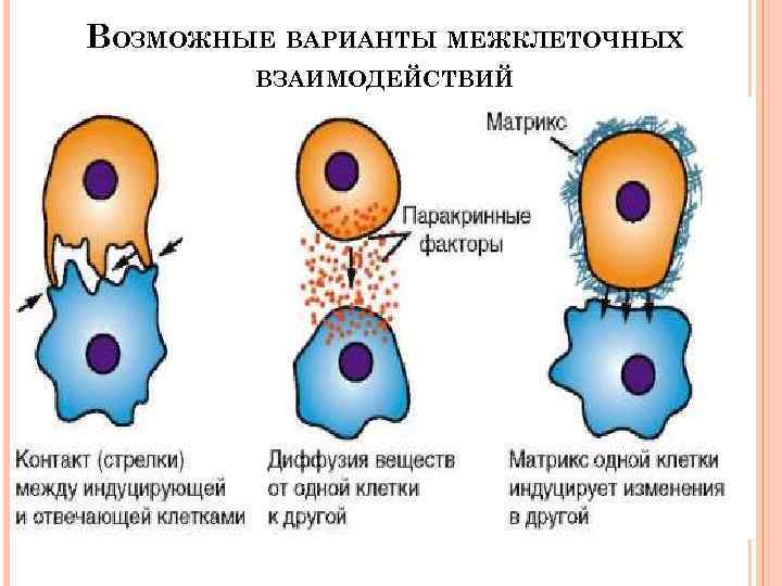 Клеточные взаимодействия. Типы межклеточных взаимодействий. Межклеточные взаимодействия гистология. Молекулярные основы взаимодействия клеток. Эксперимент в.ру варианты межклеточных взаимодействий.