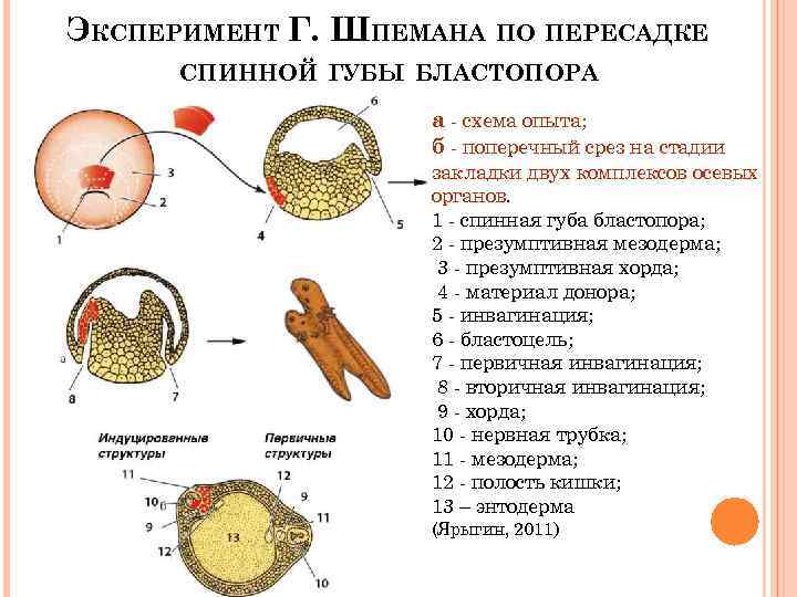 Эмбриональная индукция. Эмбриональная индукция эксперимент Шпемана. Эксперимент Шпемана схема. Ганс Шпеман эмбриональная индукция. Эмбриональная индукция схема опытов Шпемана.