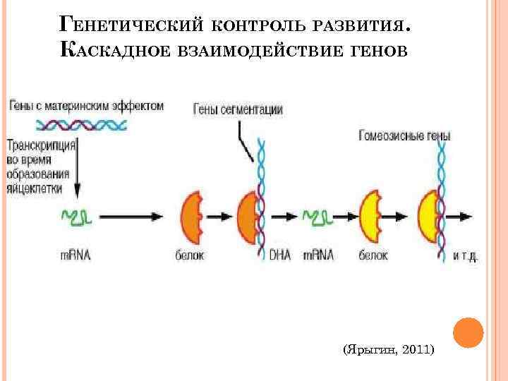 ГЕНЕТИЧЕСКИЙ КОНТРОЛЬ РАЗВИТИЯ. КАСКАДНОЕ ВЗАИМОДЕЙСТВИЕ ГЕНОВ (Ярыгин, 2011) 
