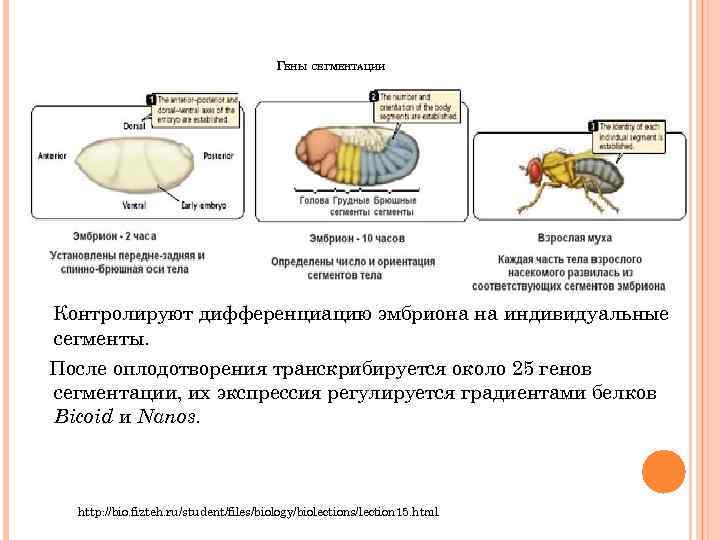 ГЕНЫ СЕГМЕНТАЦИИ Контролируют дифференциацию эмбриона на индивидуальные сегменты. После оплодотворения транскрибируется около 25 генов